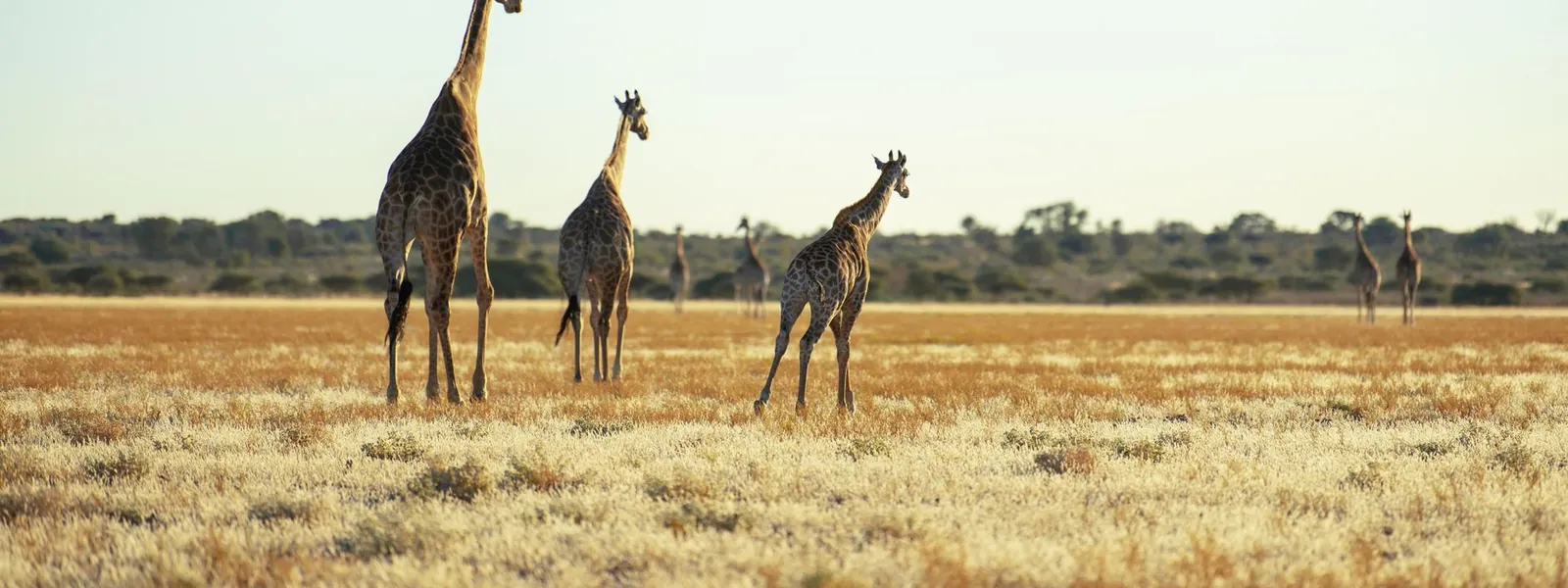Girafes se reposant dans une vaste savane africaine ensoleillée