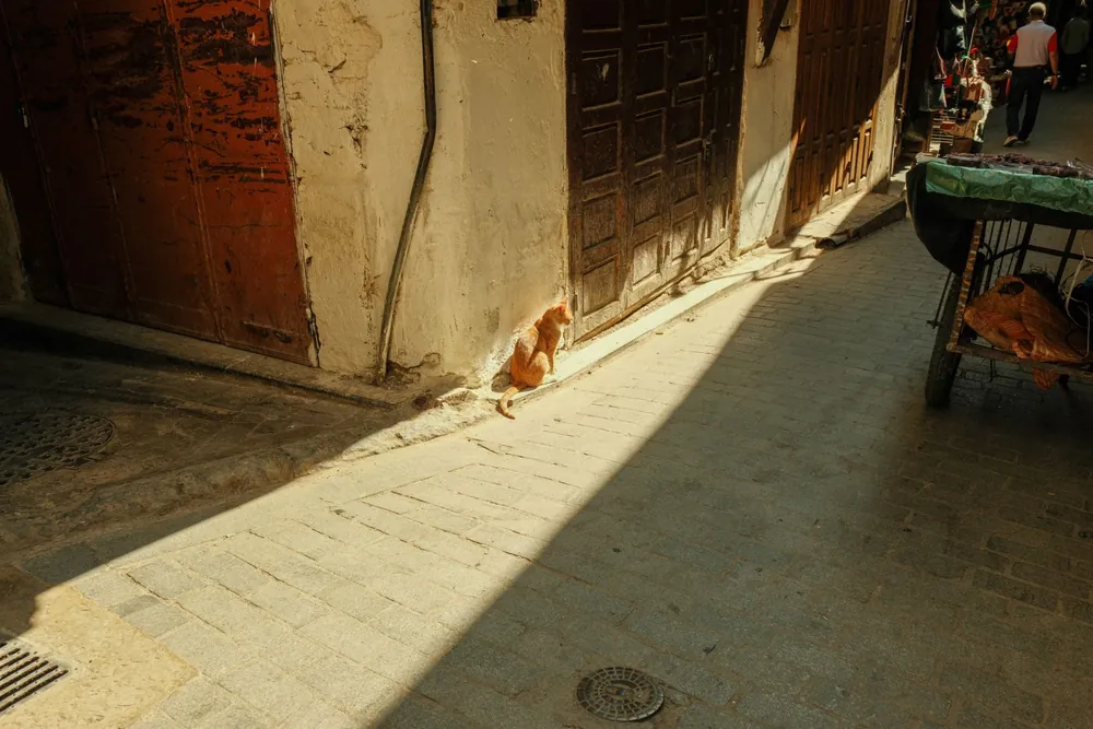 Chat se reposant au soleil dans une ruelle historique de Fès